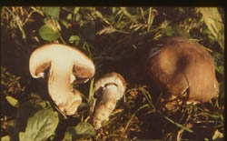 Agaricus sp.
